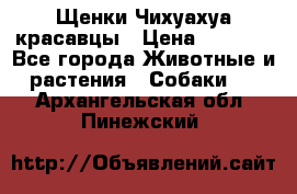 Щенки Чихуахуа красавцы › Цена ­ 9 000 - Все города Животные и растения » Собаки   . Архангельская обл.,Пинежский 